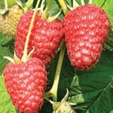 Брянское диво2_0x160 Любимый сад